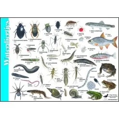 Tringa Paintings Natuur Zoekkaarten Waterdiertjes