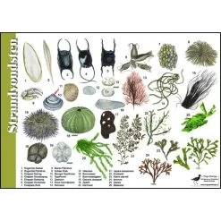 Tringa Paintings Natuur Zoekkaarten Strandvondsten