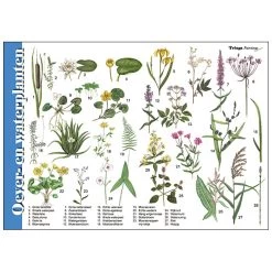 Tringa Paintings Herkenningskaart Natuur Oever- En Waterplanten