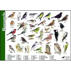 Tringa Paintings Natuur Zoekkaart Bosvogels