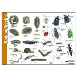 Tringa Paintings Natuur Zoekkaarten Bodemdiertjes