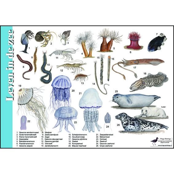 Sarah's Silks Speelzijde Sarah's Silks Play Silk Turquoise