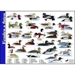 Tringa Paintings Natuur Zoekkaarten Eenden En Futen