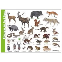 Tringa Paintings Herkenningskaart Natuur Dieren In Het Bos