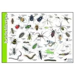 Tringa Paintings Natuur Zoekkaarten Kriebeldiertjes