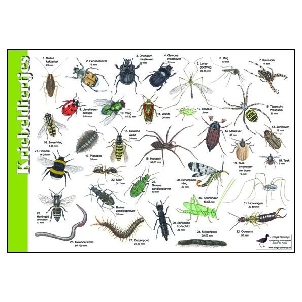 Tringa Paintings Natuur Zoekkaarten Kriebeldiertjes