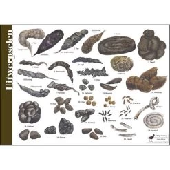 Tringa Paintings Natuur Zoekkaarten Poepkaart