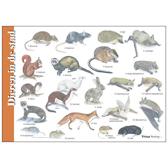 Tringa Paintings Herkenningskaart Natuur Dieren In De Stad