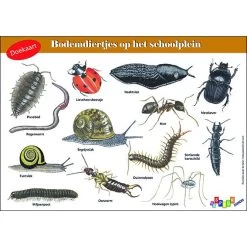 Tringa Paintings Doekaart- Bodemdiertjes Op Het Schoolplein