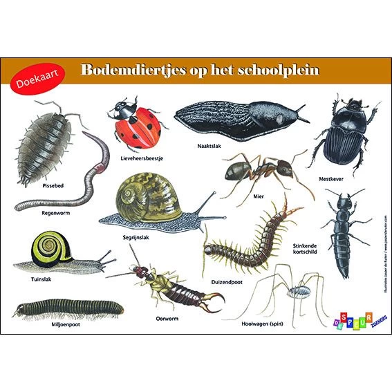 Tringa Paintings Doekaart- Bodemdiertjes Op Het Schoolplein
