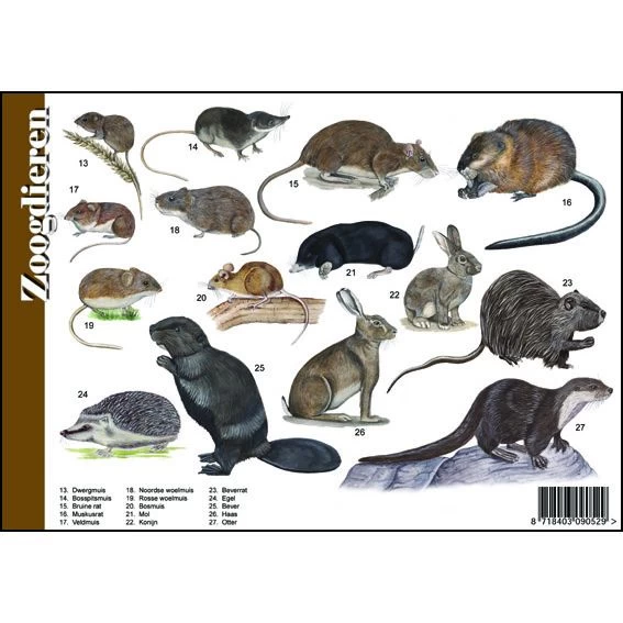 Tringa Paintings Natuur Zoekkaarten Zoogdieren - Afbeelding 2
