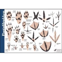 Tringa Paintings Natuur Zoekkaarten Pootafdrukken