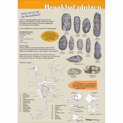 Tringa Paintings Edukaart Ontdek Het Leven In Een Braakbal