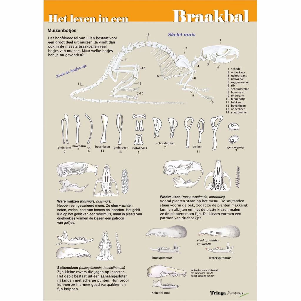 Tringa Paintings Edukaart Ontdek Het Leven In Een Braakbal - Afbeelding 2