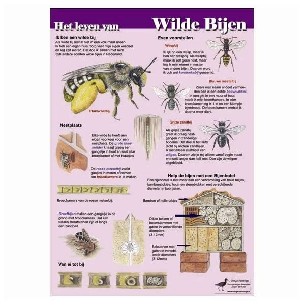 Tringa Paintings Natuur Zoekkaarten Het Leven Van Wilde Bijen