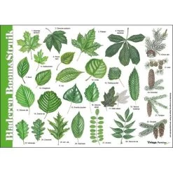 Tringa Paintings Tringa Paintings Herkenningskaart Bladeren Boom & Struik