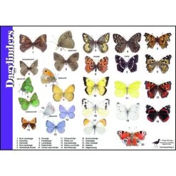 Tringa Paintings Natuur Zoekkaarten Dagvlinders