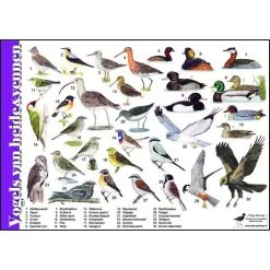 Tringa Paintings Natuur Zoekkaart Vogels Van Heide & Vennen